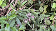 Eupatorium chinense tozanense