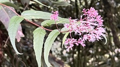 Eupatorium chinense tozanense