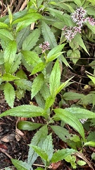 Eupatorium chinense tozanense