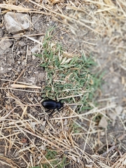 Coelocnemis dilaticollis