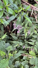 Eupatorium chinense tozanense