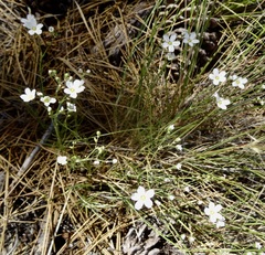 Eremogone ferrisiae