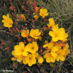 Linum chamissonis