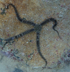 Ophiocoma echinata