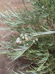 Rabdophaga strobiloides