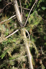 Somatochlora forcipata