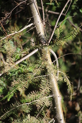 Somatochlora forcipata