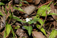 Aneilema biflorum