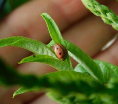 Mulsantina mexicana