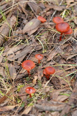 Cortinarius persplendidus