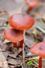 Cortinarius persplendidus