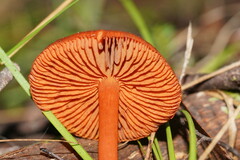 Cortinarius persplendidus