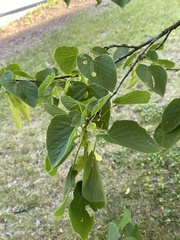 Tilia americana americana