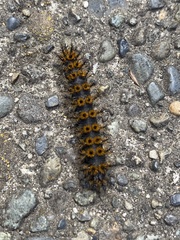 Hemileuca eglanterina