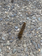 Hemileuca eglanterina