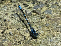 Enallagma carunculatum