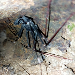 Acanthophrynus coronatus