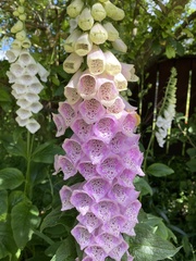 Digitalis purpurea