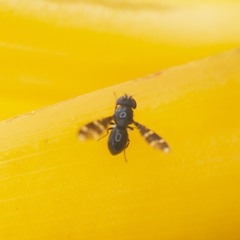 Trypetomima completa