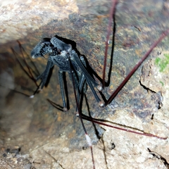 Acanthophrynus coronatus