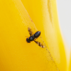 Trypetomima completa