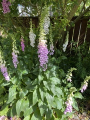 Digitalis purpurea