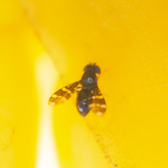 Trypetomima completa