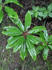 Daphniphyllum macropodum