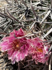 Ferocactus fordii