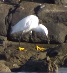 Egretta thula
