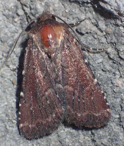 Lycophotia erythrina Herrich-Schäffer