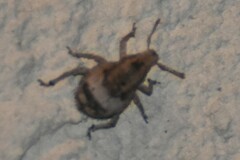 Pseudocneorhinus obesus