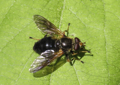 Blera armillata