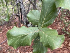 Quercus jonesii