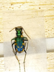 Cicindela decemnotata