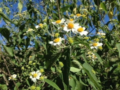 Montanoa leucantha