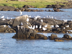 Chroicocephalus maculipennis