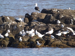 Chroicocephalus maculipennis