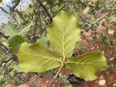Quercus jonesii