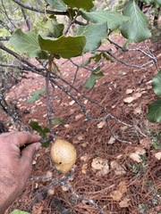 Quercus jonesii