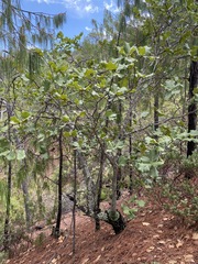 Quercus jonesii
