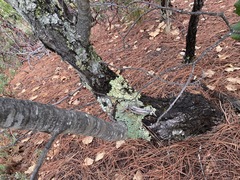 Quercus jonesii