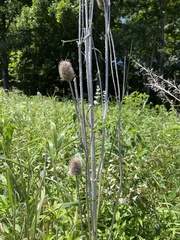 Dipsacus laciniatus