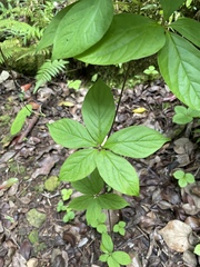 Dioscorea pentaphylla