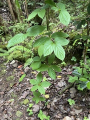 Dioscorea pentaphylla
