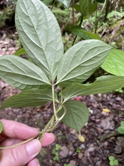 Dioscorea pentaphylla