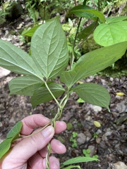 Dioscorea pentaphylla
