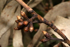 Eucalyptus quadrangulata