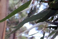 Eucalyptus quadrangulata