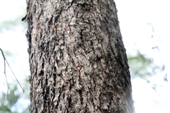 Eucalyptus quadrangulata